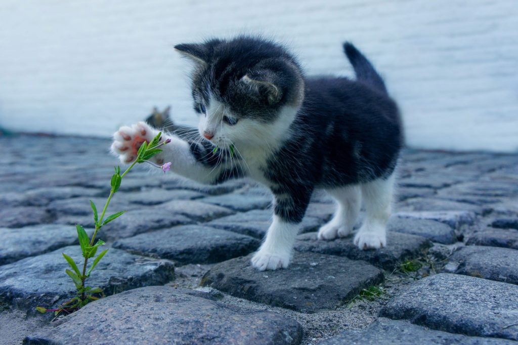 Foto de um gatinho preto e branco brincando com uma flor em meio a blocos no chão. Ao fundo temos uma parede branca. Imagem ilustrativa para texto seguro pet.