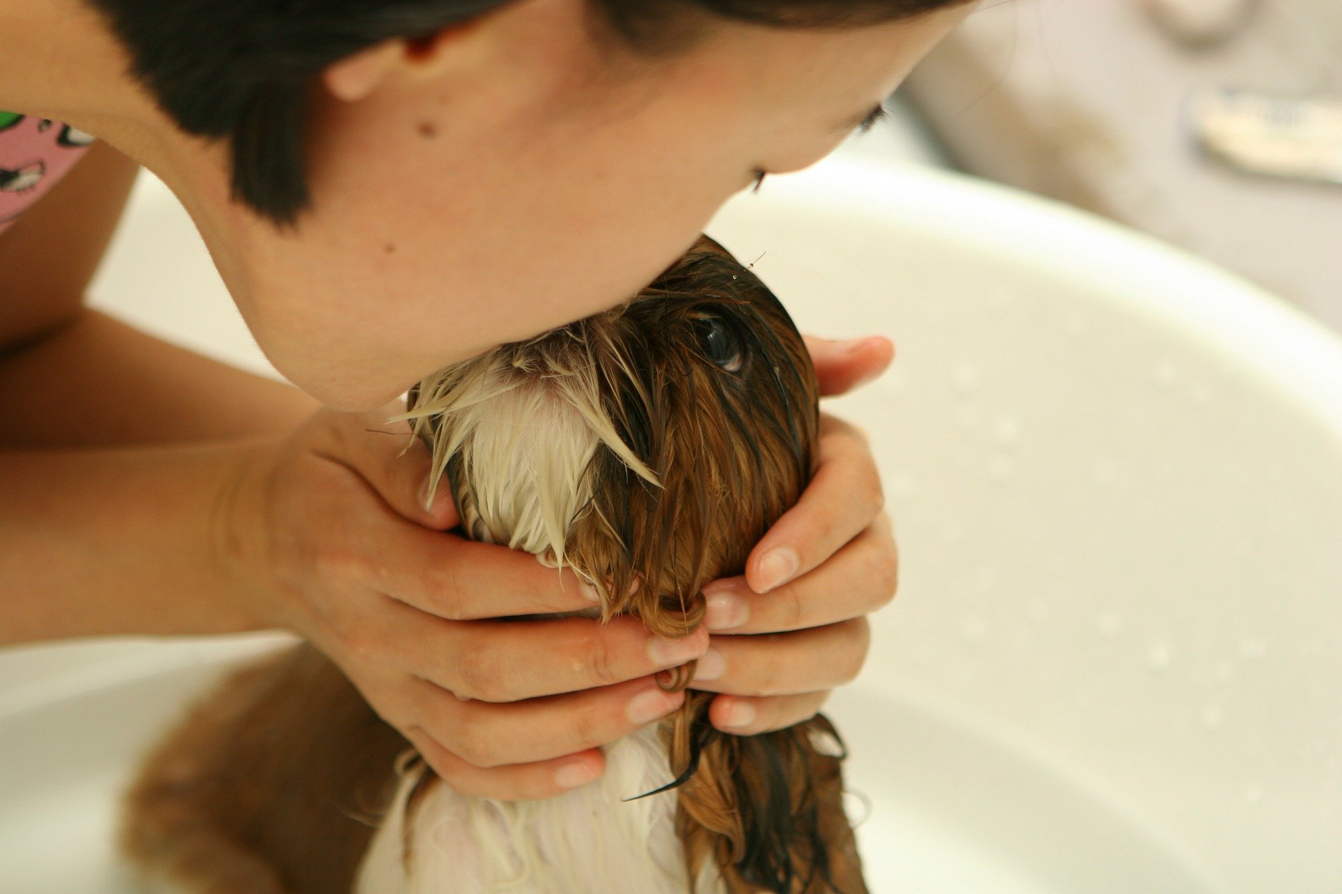 Pessoa beijando um cachorro enquanto dá banho. Imagem ilustrativa para o texto plano de saúde para cachorro.